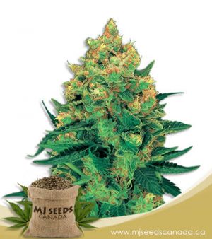 Hash Plant Feminized Marijuana Seeds