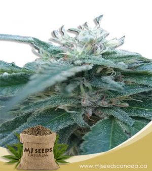 Hemlock Autoflowering Marijuana Seeds