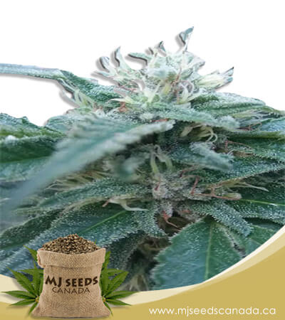 Hemlock Autoflowering Marijuana Seeds