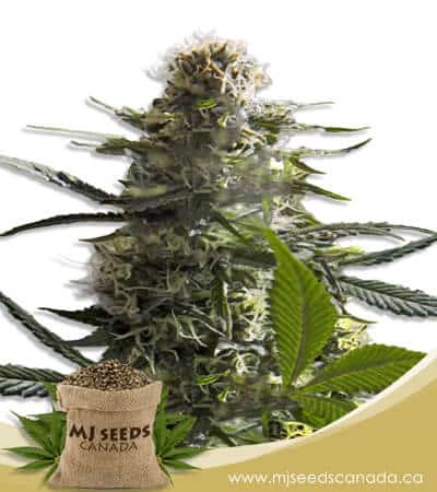 Jack Herer Autoflowering Marijuana Seeds
