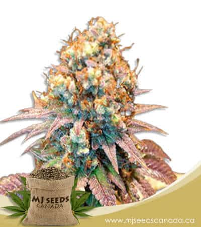Jungle Juice Autoflowering Marijuana Seeds