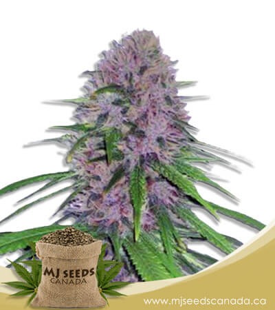 Mendo Breath Autoflowering Marijuana Seeds