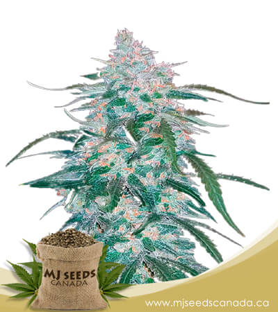 Pineapple Express Autoflowering Marijuana Seeds
