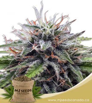 Poison Berry Autoflowering Marijuana Seeds