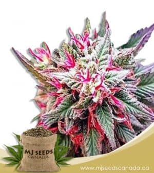 Rose Queen Feminized Marijuana Seeds