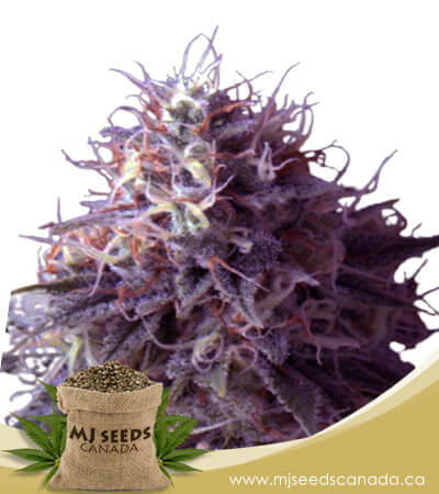 Runtz Autoflowering Marijuana Seeds