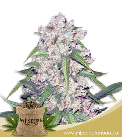 Sour Flower Autoflowering Marijuana Seeds