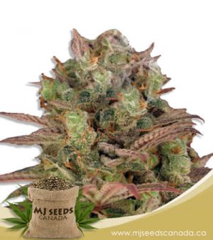Sour Grape Feminized Marijuana Seeds