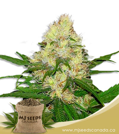 Sour Maui Autoflowering Marijuana Seeds