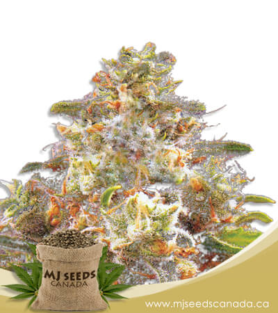 Strawberry Cough Autoflowering Marijuana Seeds