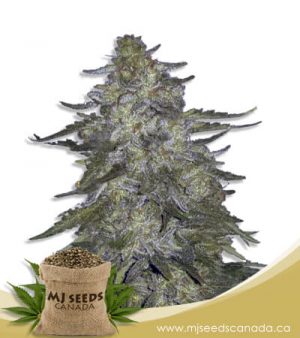 Super Hash Autoflowering Marijuana Seeds