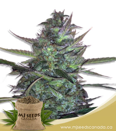 Super Sour Diesel Autoflowering Marijuana Seeds