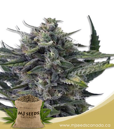 Sweet Kush Autoflowering Marijuana Seeds