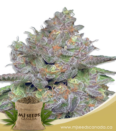 Thin Cookie Dog Autoflowering Marijuana Seeds