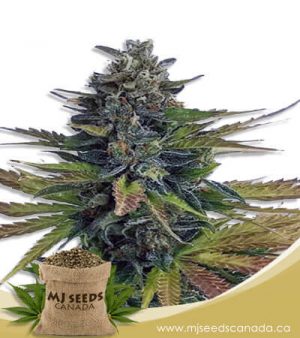 Triple Diesel Autoflowering Marijuana Seeds