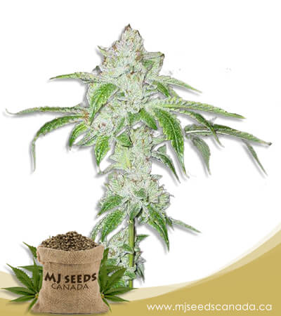 White Fire OG Autoflowering Fast Version Marijuana Seeds