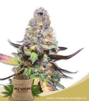 Yoda OG Feminized Fast Version Marijuana Seeds