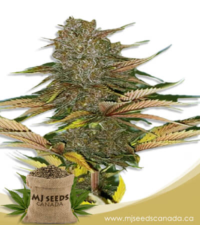 Zodiac Autoflowering Fast Version Marijuana Seeds