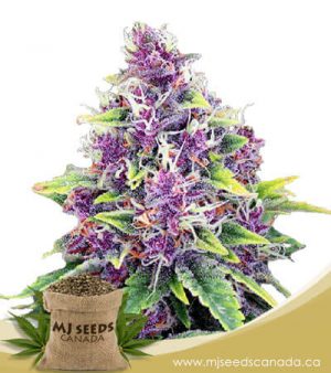 Blueberry Regular Marijuana Seeds