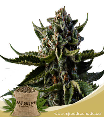 Dutch Treat Autoflowering Marijuana Seeds