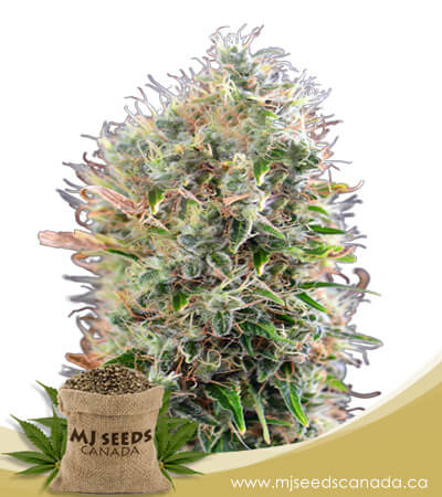 King's Kush Autoflowering Marijuana Seeds