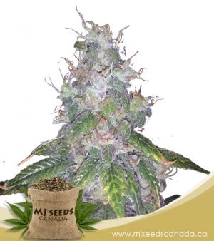 Super Bud Autoflowering Marijuana Seeds