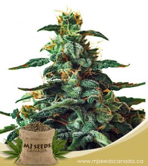 Thin Mint Autoflowering Marijuana Seeds