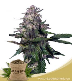 Himalaya Gold Feminized Marijuana Seeds