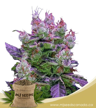 Purple Dream Feminized Fast Version Marijuana Seeds