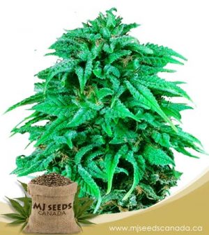Durban Poison Regular Marijuana Seeds