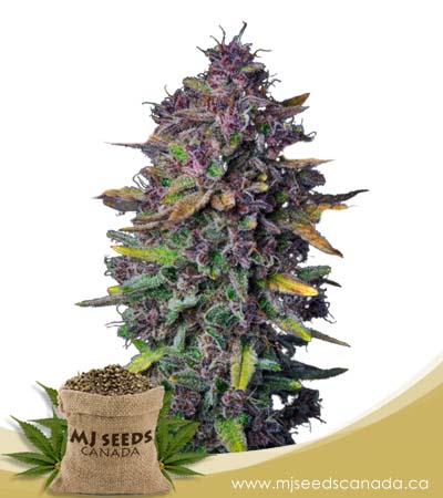 Purple Punch Autoflower Marijuana Seeds