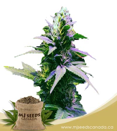 Purple Kush Regular Marijuana Seeds