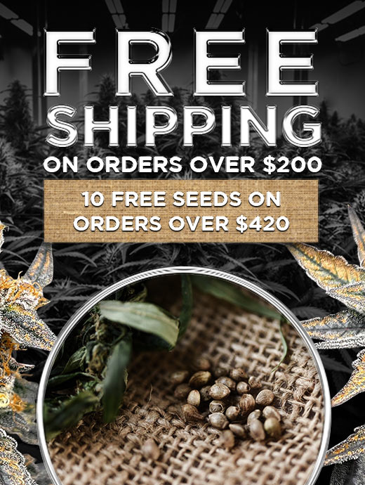 marijuana seed Canada