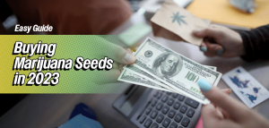 buy marijuana seeds in 2023