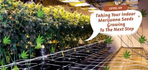 autoflowering marijuana seeds