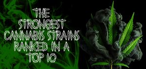 The Strongest Cannabis Strains
