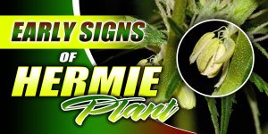 Early Signs of Hermie Plant