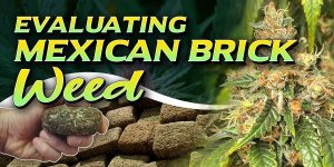Mexican Brick Weed