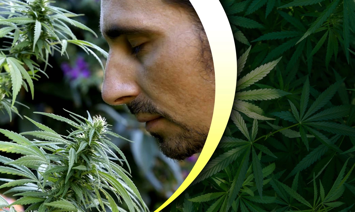 how to conceal the smell of weed