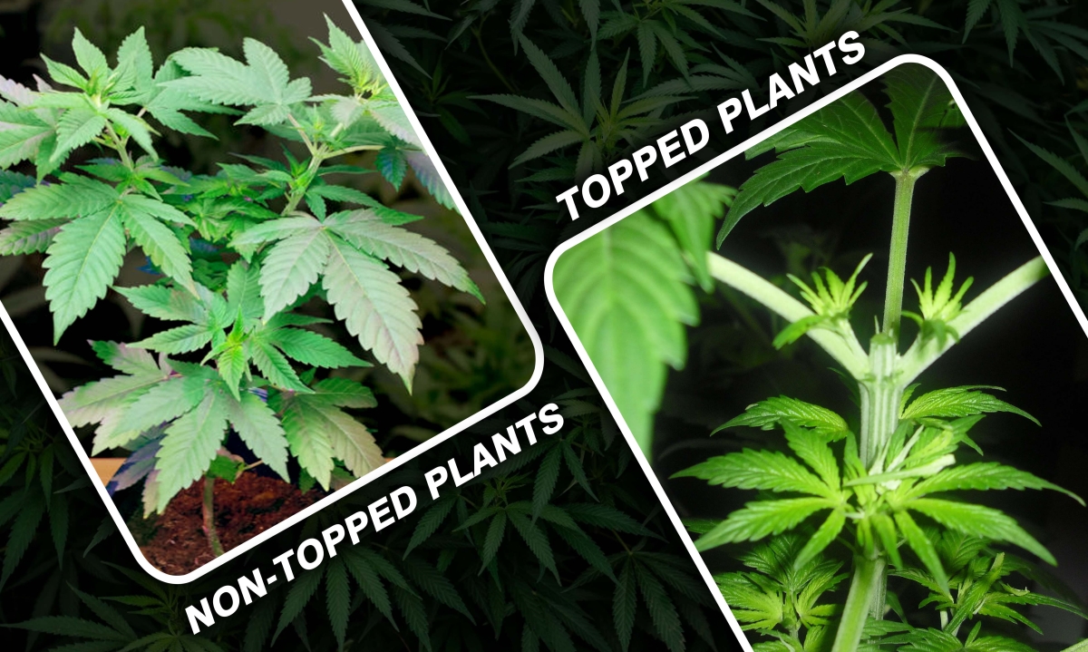 topped plant vs non topped