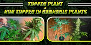 Topped Plant vs Non Topped