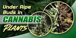 Under Ripe Buds in Cannabis Plants