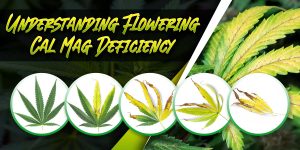 Flowering Cal Mag Deficiency