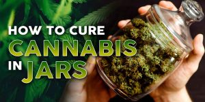 curing cannabis in jars