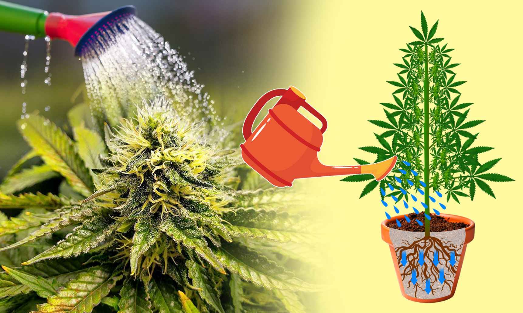 flushing cannabis