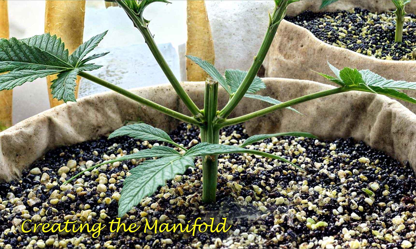 mainlining weed plant
