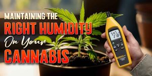 cannabis humidity