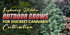 Hidden Outdoor Grow