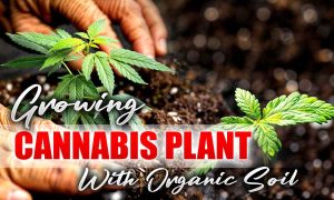 growing organic cannabis