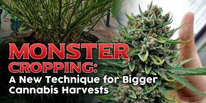 Monster Cropping